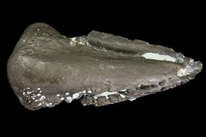 Excellent, (Mycterosaurus) Claw - Oklahoma #79533